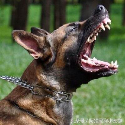 成年男子能否打得過猛犬？