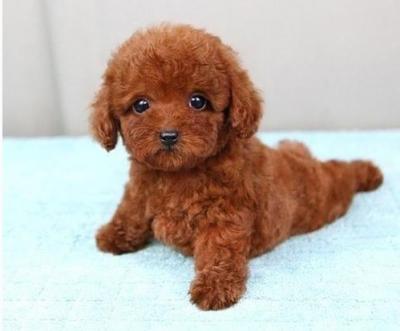 為什么要給泰迪犬“剃胎毛”?什么時候剃胎毛才更好呢?