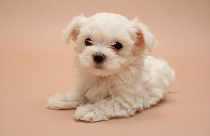 犬白內障相關知識:幼犬也可能是患者,而病因就是遺傳的基因