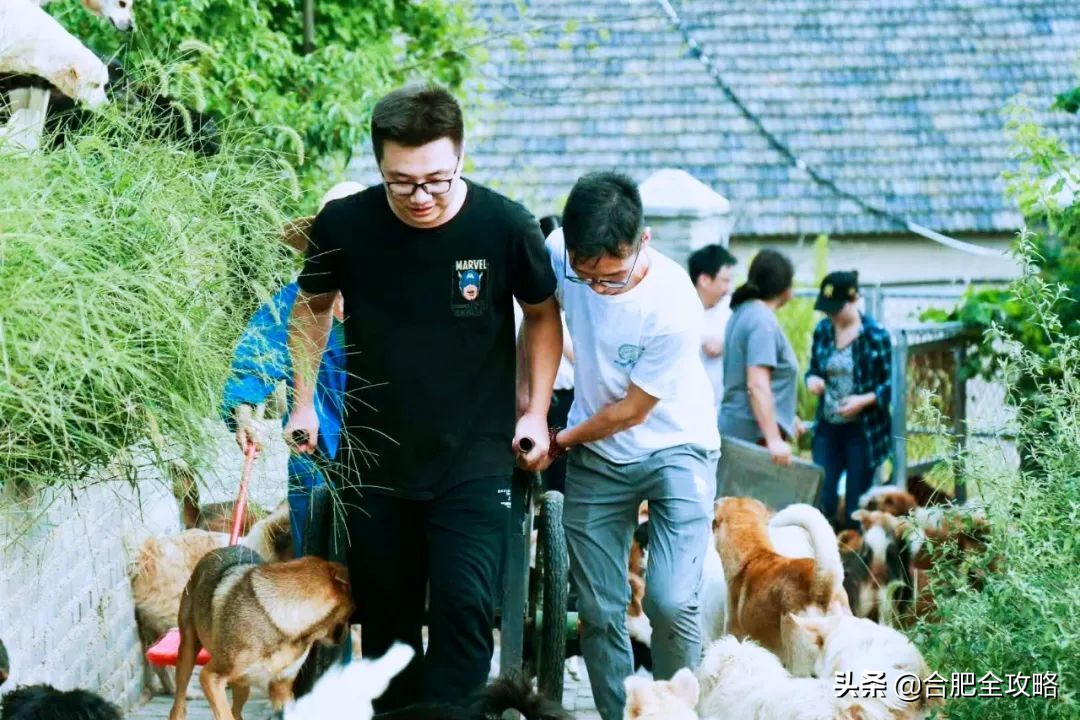 合肥有這樣一座山,是400多只流浪狗的天堂