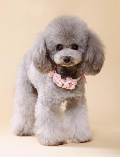 泰迪犬顏色這么多,最多人養的5種,你家上榜了嗎?