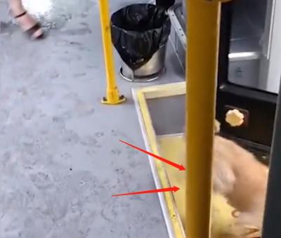 神奇！小狗獨自乘坐公交車，聽到站名熟練地從后門下車