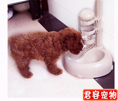 新手須知:泰迪幼犬狗糧喂多少?
