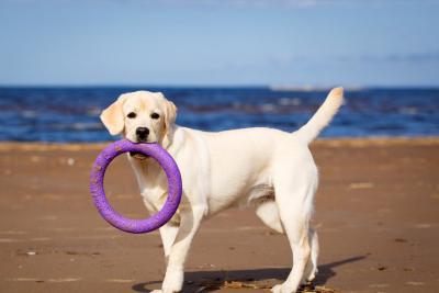 拉布拉多犬“正常體重”是多少?太瘦或太肥,分別該怎么辦?