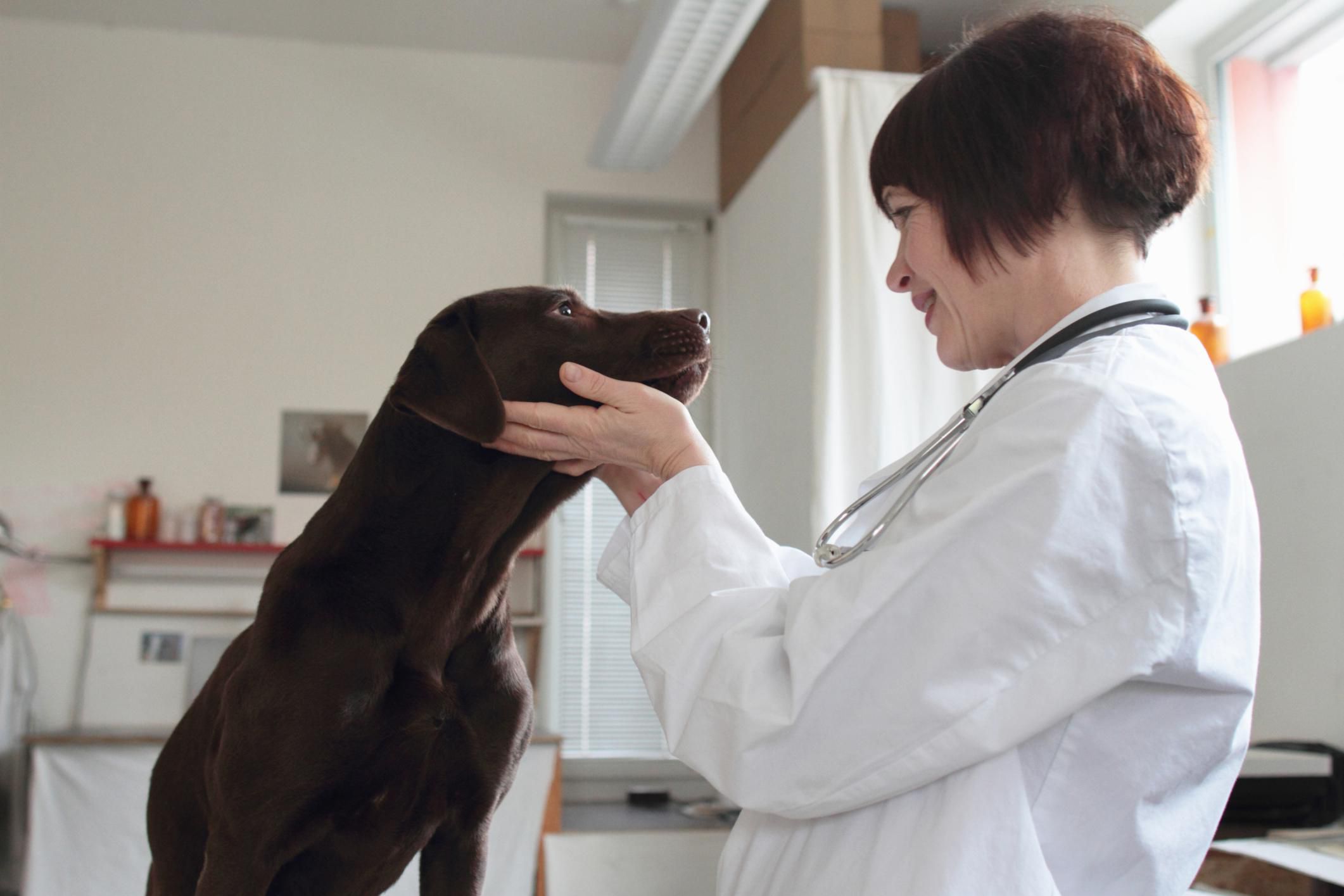 狗狗白內障4大征兆,高發犬種要注意,因為眼藥水不能預防治療