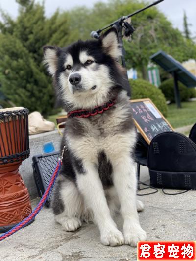 “全網最會唱歌的狗”，阿拉斯加犬麗江街頭賣唱為自己賺狗糧，有人專程趕來看它演出