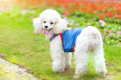 有這些特征的“泰迪犬”,血統一定很純