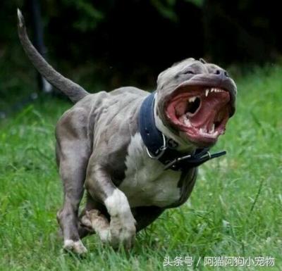 成年男子能否打得過猛犬？