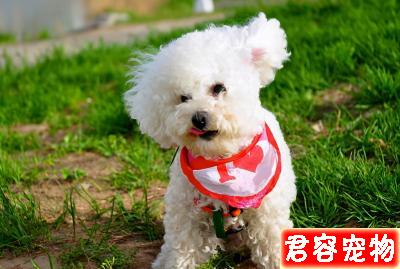 泰迪犬顏色這么多，哪一種顏色最貴？