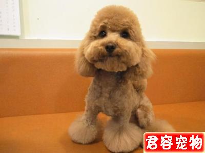 泰迪“處于痛苦中”的幾大特征,主人不要忽視了