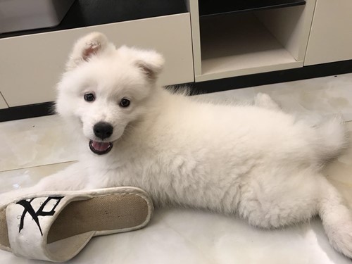 兩三個月的薩摩耶便秘怎么辦