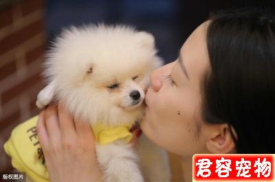 如果你養了博美犬，最好還是看看這篇文章，或許你會收獲很多