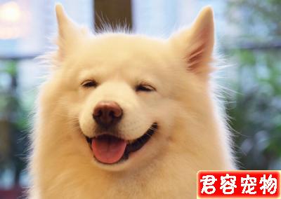 性格最好的五種中大型犬，有你心中所想嗎？