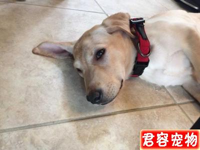 狗狗肚子咕嚕響還朝你拱背?不一定是向你討吃,或是急性腸胃炎