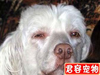 狗狗越胖越可愛?得糖尿病可就麻煩了