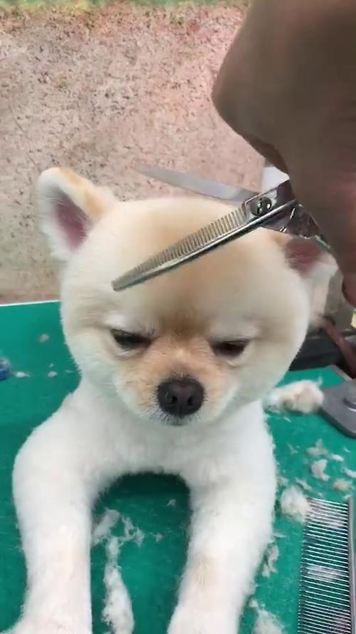 養博美犬“省錢大法”,建議先收藏了
