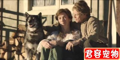 「多哥」:這只“二哈”救人的艱辛,洗刷了它“憨傻蠢萌”的恥辱