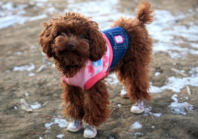 有這些特征的“泰迪犬”,血統一定很純