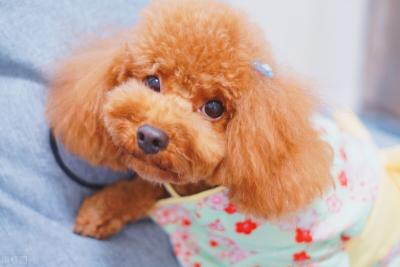 有這些特征的“泰迪犬”,血統一定很純