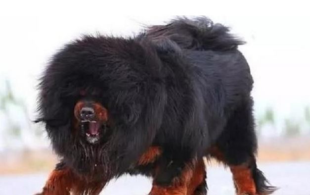 想自身訓煉一條警犬嗎？下邊7種狗狗，勸你早舍棄