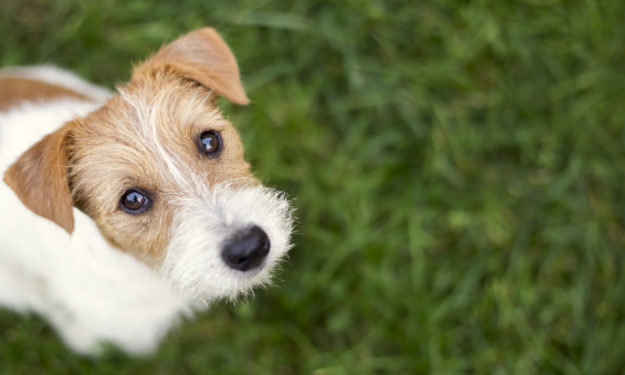 犬白內障相關知識:幼犬也可能是患者,而病因就是遺傳的基因