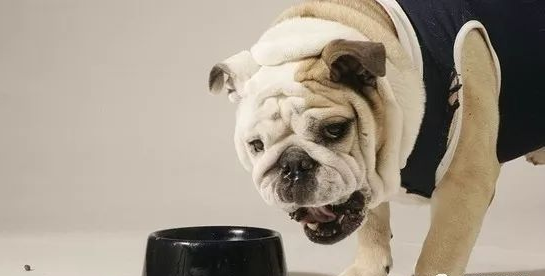 狗狗偏食沒胃口該怎么辦？小寵物沒有食欲吃少物品醫治方式 ！