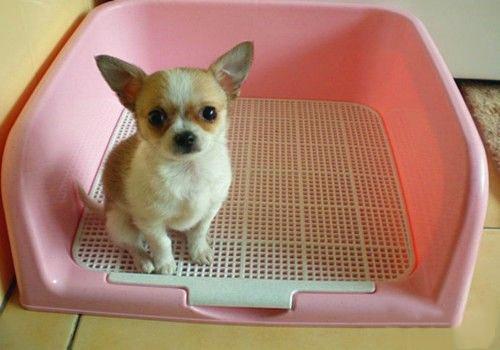 學好這6個訓犬方法，鏟屎官可降低苦惱！