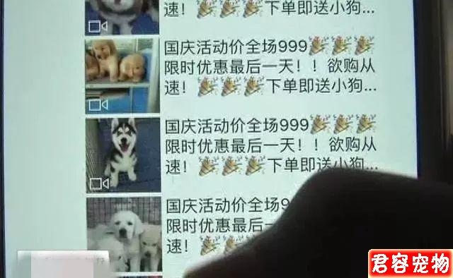 <a href=/xinwen/hubei/ target=_blank class=infotextkey>湖北</a>女子花3380元網購博美，收到后一看氣炸了