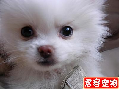 博美犬淚痕怎么去掉?教你5個簡單有效的辦法