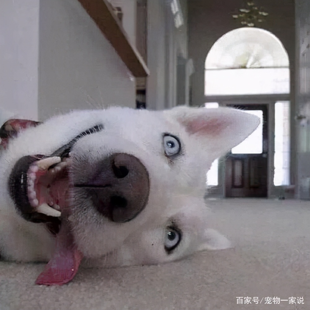 <a href=/zhonglei/gou/ target=_blank class=infotextkey>狗</a>狗“裝死”訓練一覽