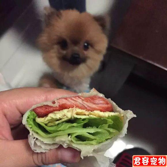 我家茶杯博美詳細接生過程