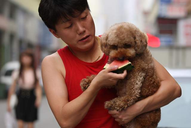 小泰迪排便很松很粘該怎么辦?