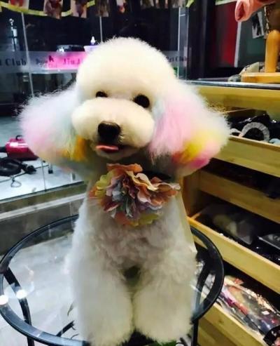 為什么要給泰迪犬“剃胎毛”？什么時候剃胎毛才更好呢？