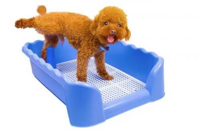 泰迪犬怎么訓練大小便?