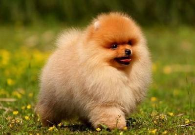 了解“純種”博美犬的特征,對你選購博美犬,是有很大幫助的
