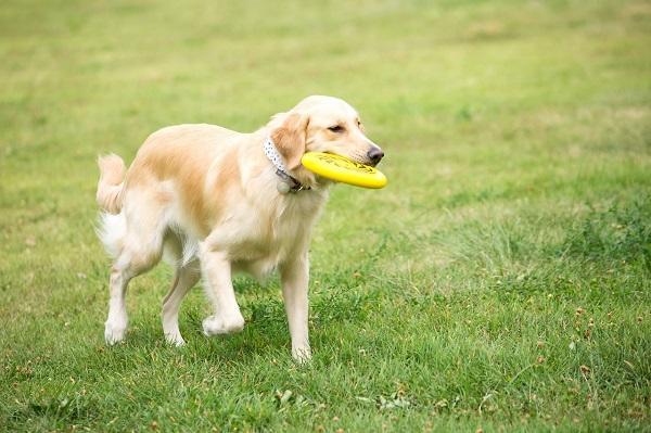 學好這6個訓犬方法，鏟屎官可降低苦惱！