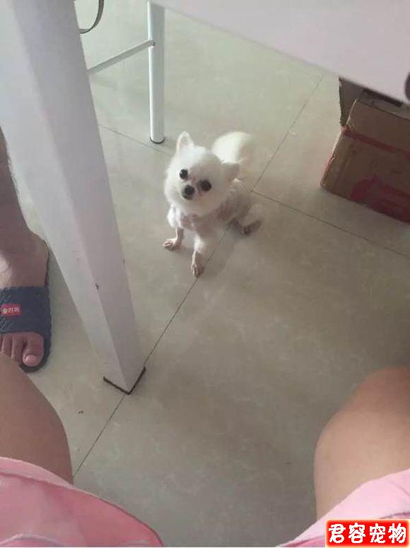 我家茶杯博美詳細接生過程