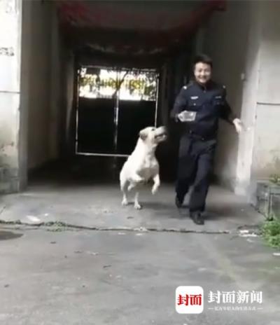 “蹭飯”拉布拉多回家啦 主人:狗子最愛吃火腿腸了