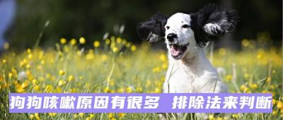 狗狗咳嗽原因有很多 排除法來判斷