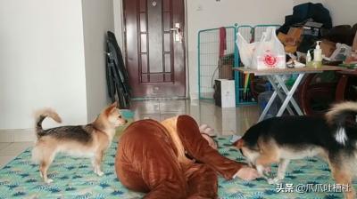 主人暈倒在地,狗狗會有啥反應?養只二哈果然是家門不幸