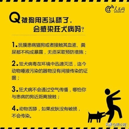 新手鏟屎官|養狗之前,建議先看看這個