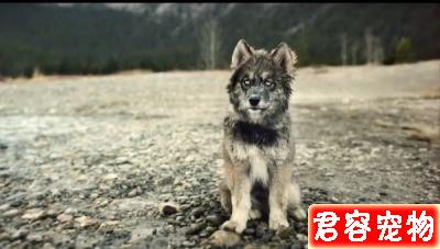 「多哥」:這只“二哈”救人的艱辛,洗刷了它“憨傻蠢萌”的恥辱