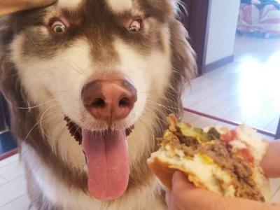 六個不養阿拉斯加犬的理由,看完你還會心動嗎?