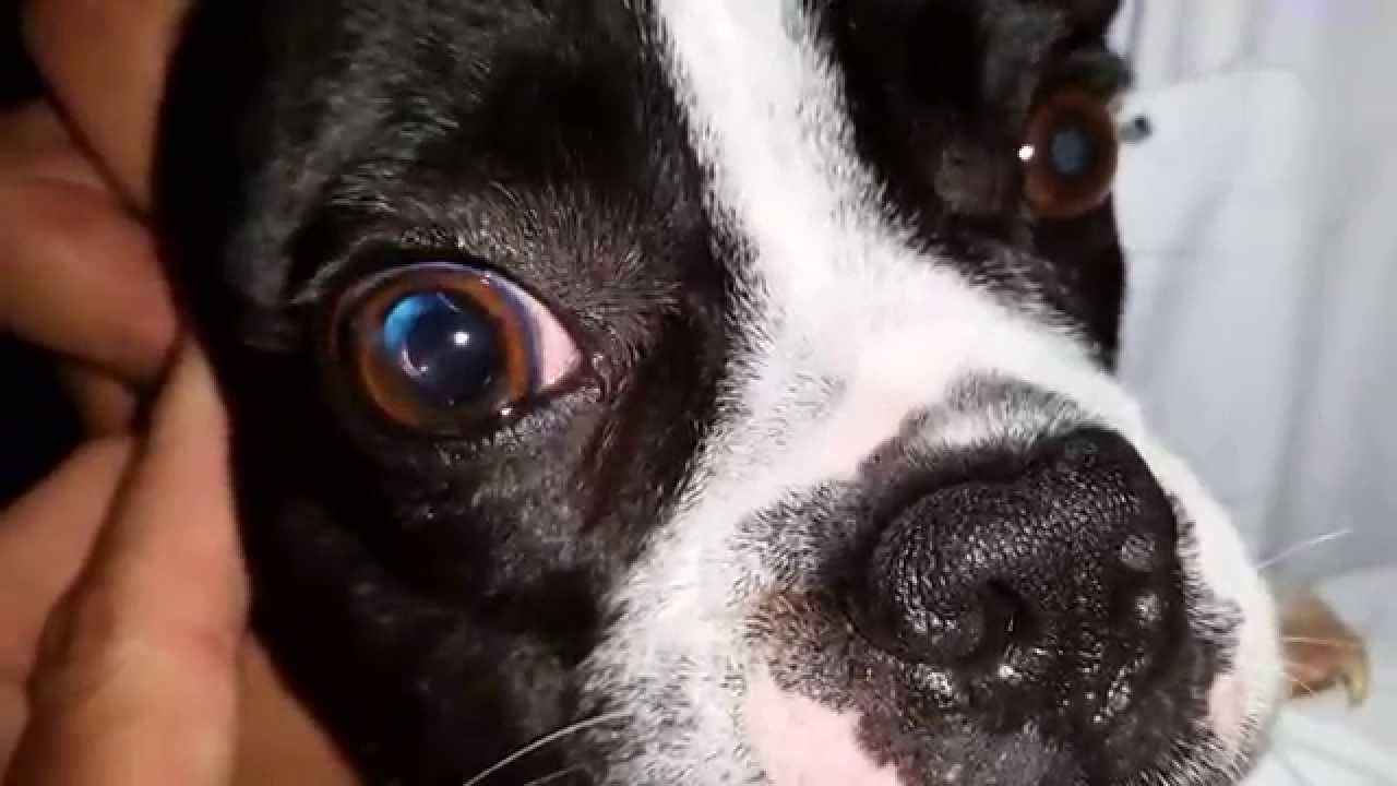 狗狗白內障4大征兆,高發犬種要注意,因為眼藥水不能預防治療