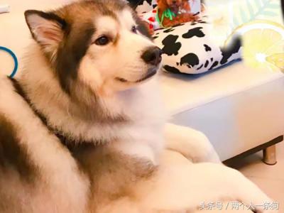 哈士奇的小時候居然這么萌!和長大的樣子簡直判若兩狗
