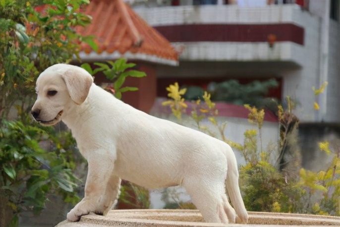 飼養拉布拉多時,5大禁忌不能觸犯