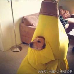 才發現寄養寵物會有如此大的風險，鏟屎官一定要謹慎！