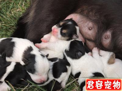 未滿月小狗的喂養法則