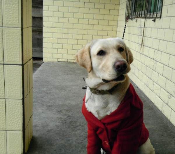 拉布拉多犬多少錢