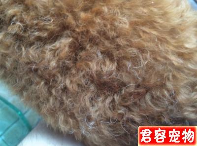 為什么泰迪犬會長白毛？6大原因分析